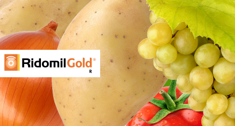 Ridomil Gold R gombaölő szer