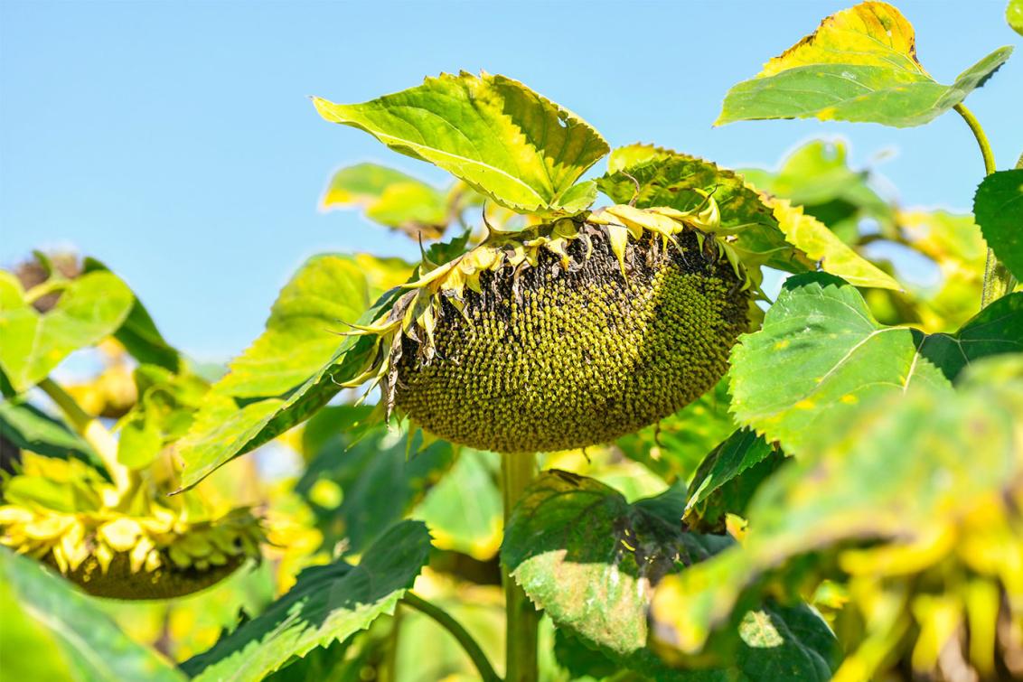Syngenta napraforgó