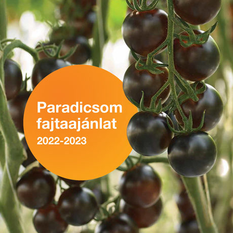 Syngenta Paradicsom fajtaajánlat - 2022-2023 