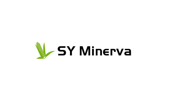 SY Minerva kukorica vetőmag