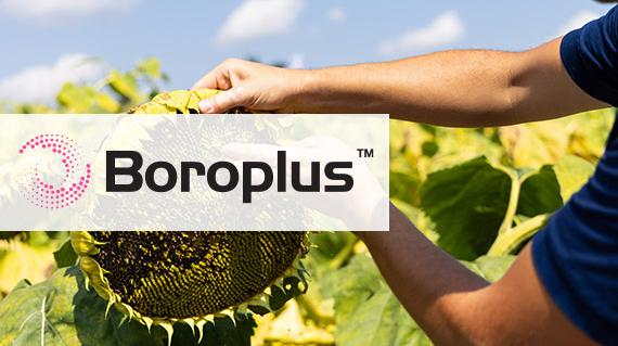 Boroplus - A bór utánpótlás non plus ultrája!