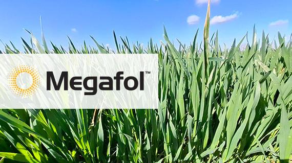 Megafol - Gondtalan fejlődés stresszes körülmények közt is!