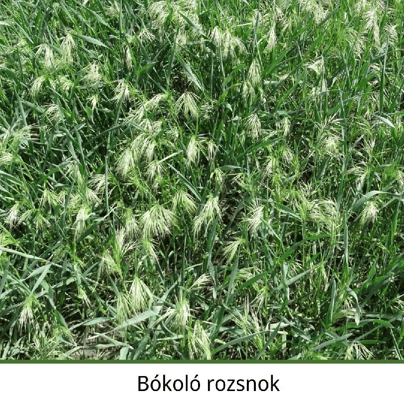 Bókoló rozsnok
