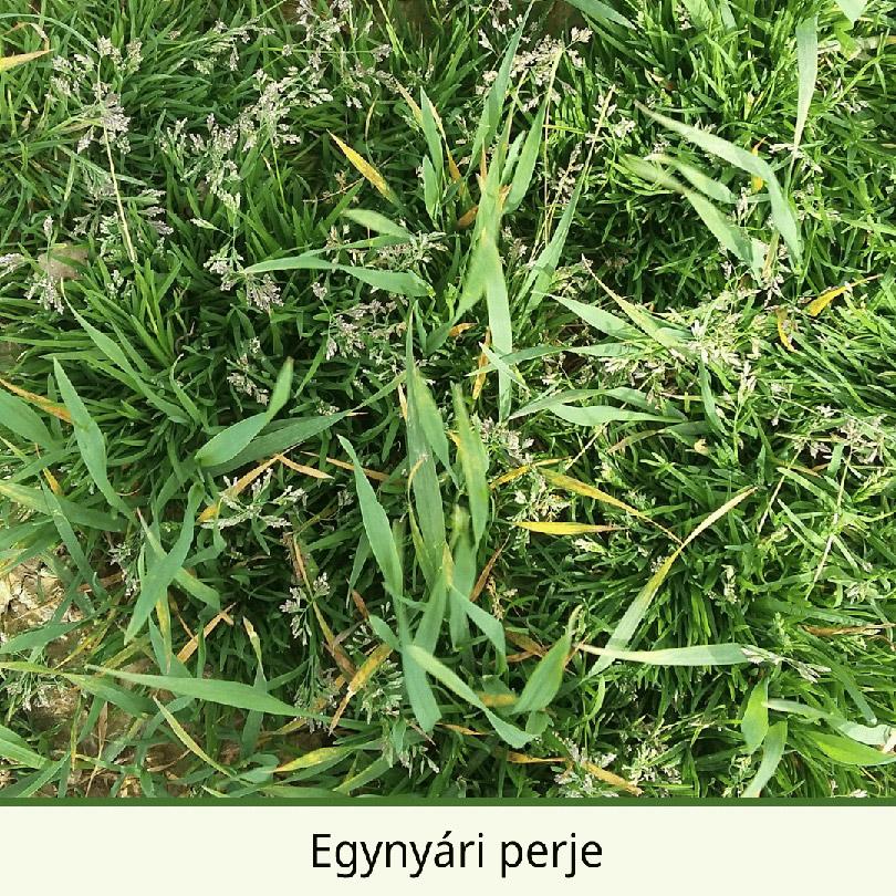 Egynyári perje