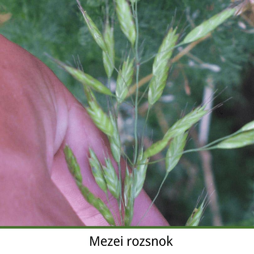 Mezei rozsnok