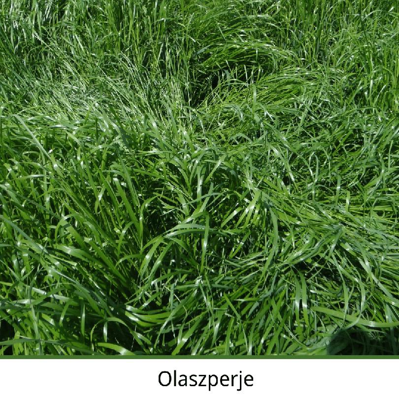 Olaszperje