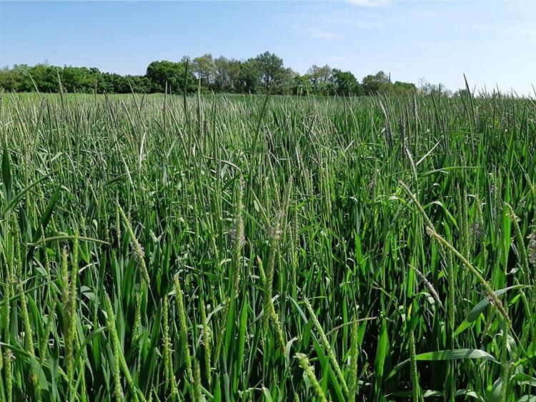 Avoxa 1,5 l/ha markáns hatása parlagi ecsetpázsit ellen 2021. Vas megye