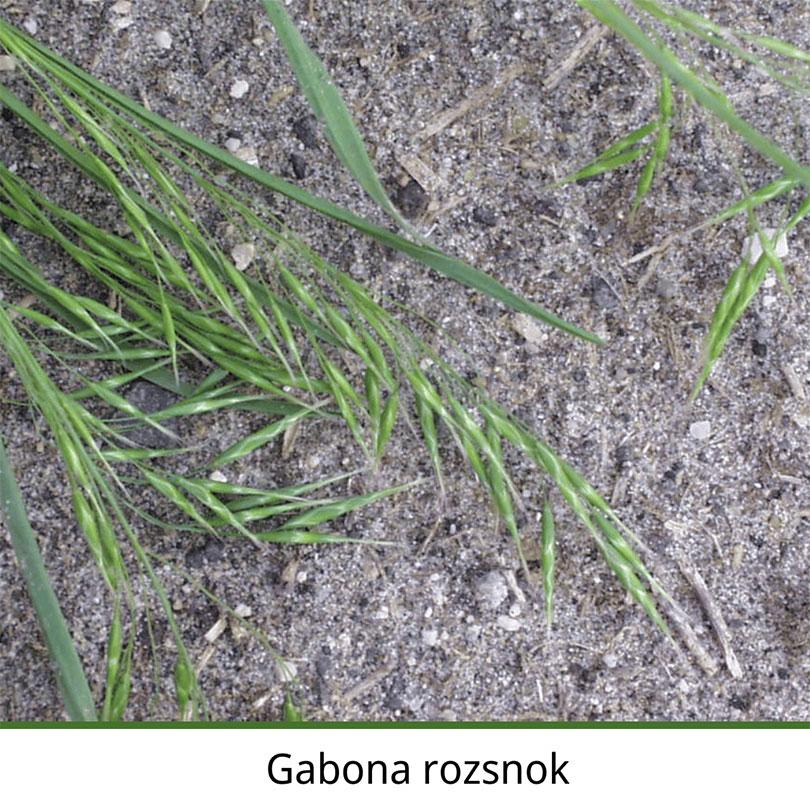 Gabona rozsnok
