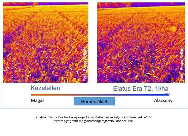 Elatus Era hatékonysága T2 kijuttatásban aszályos körülmények között (forrás: Syngenta magyarországi fejlesztői kísérlet, 2018)