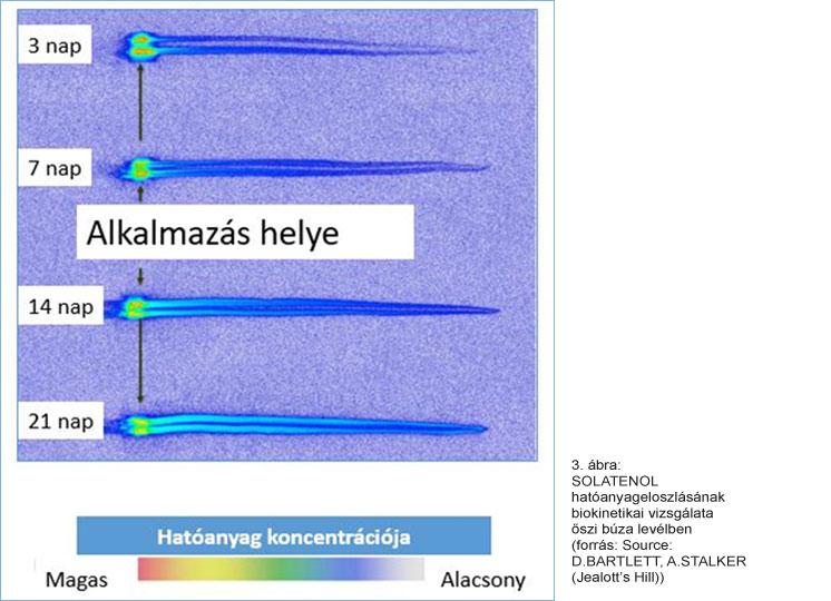 SOLATENOL hatóanyageloszlásának biokinetikai vizsgálata őszi búza levélben (forrás: Source: D.BARTLETT, A.STALKER (Jealott’s Hill))
