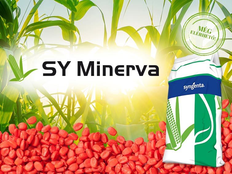 SY Minerva kukorica hibrid vetőmag