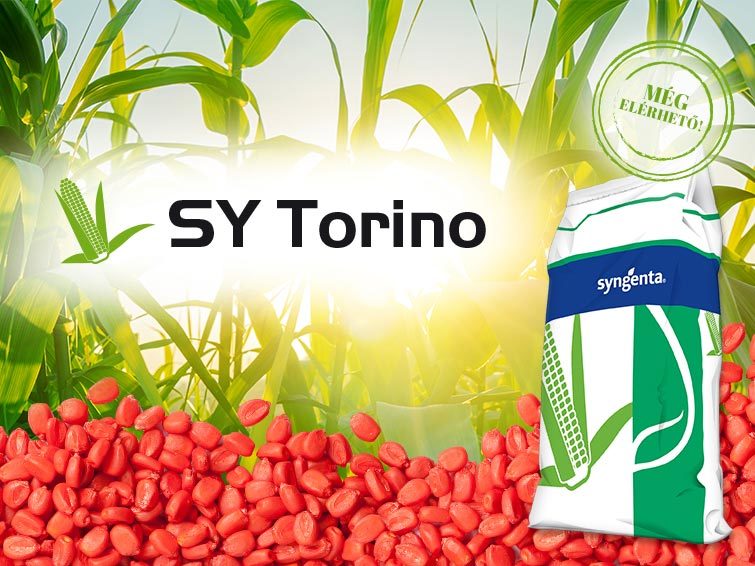 SY Torino kukorica hibrid vetőmag