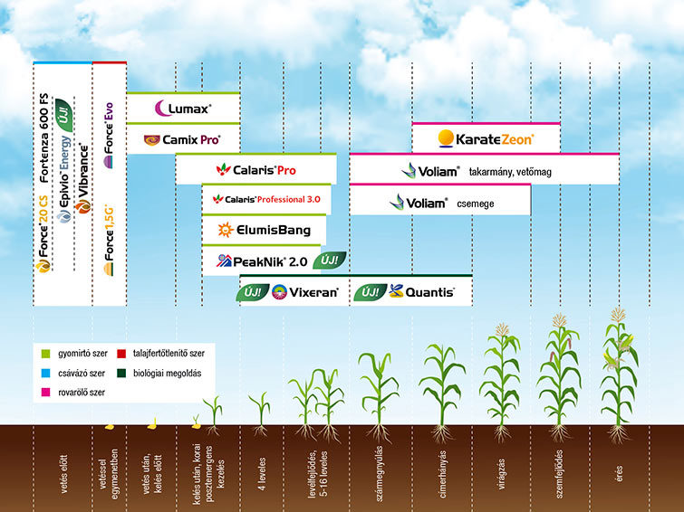 Kukorica növényvédelme - 2024