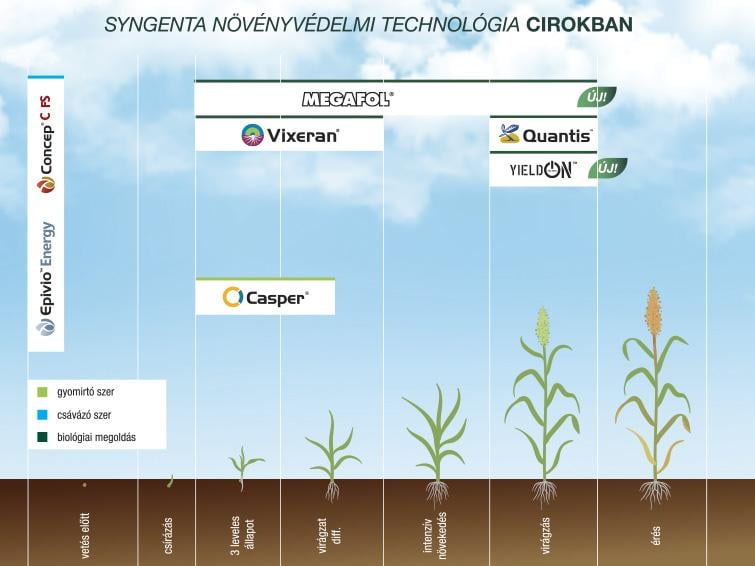 SYNGENTA NÖVÉNYVÉDELMI TECHNOLÓGIA CIROKBAN - 2025