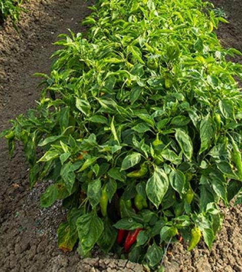 Paprika növényvédelme Paprika növényvédelme