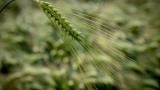 Syngenta Szershow