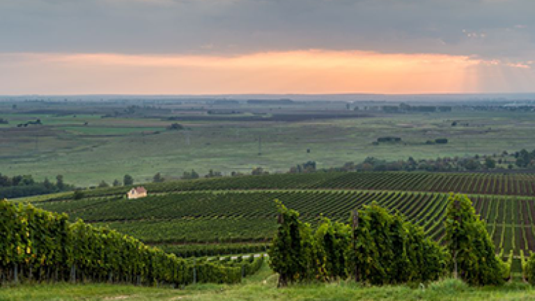 Syngenta Magyarország