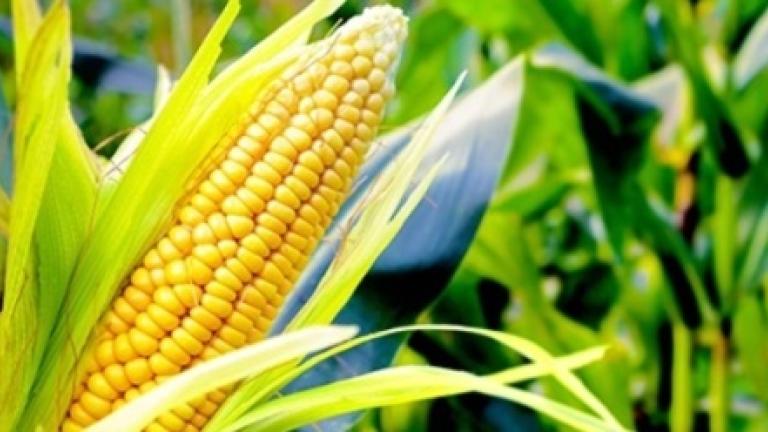 Syngenta Magyarország