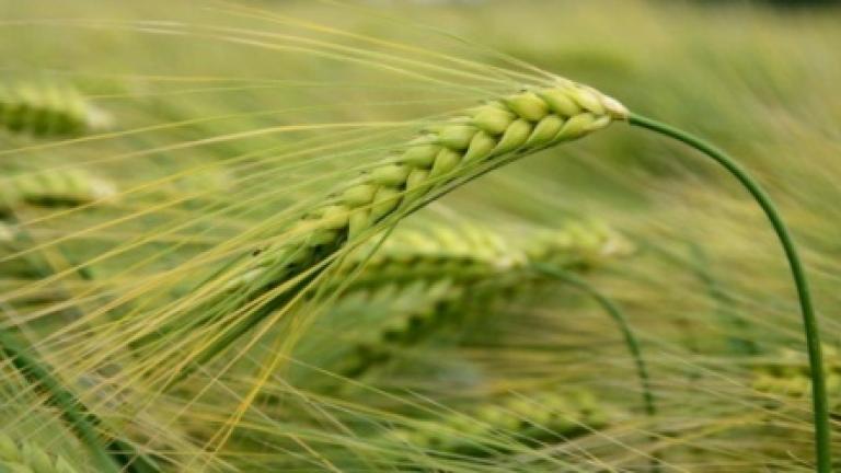 Syngenta árpa vetőmagok