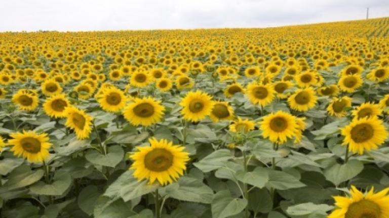 Syngenta napraforgó hibrid vetőmagok