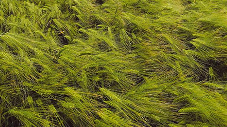 Syngenta Jallon Hyvido árpa hibrid vetőmag