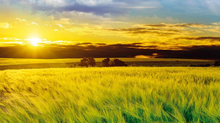Syngenta Hyvido