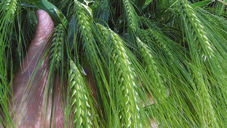 Syngenta Hyvido növényvédelem