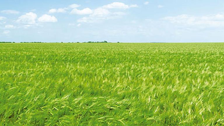 Syngenta Hyvido termesztéstechnológia