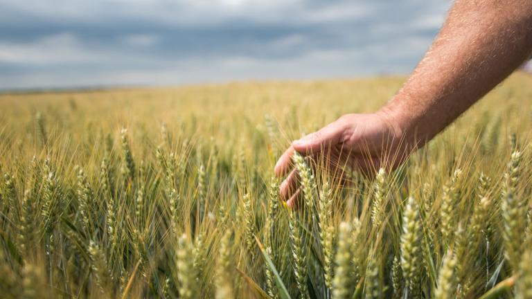 Innovatív megoldások a Syngentától vetéstől betakarításig