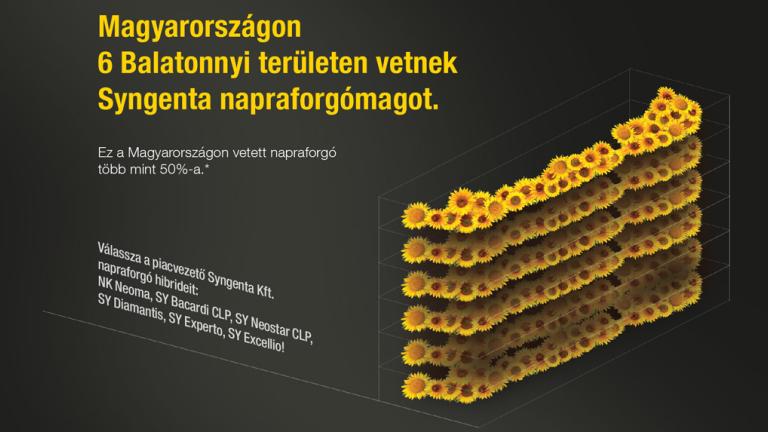 Válassza a piacvezető Syngenta napraforgó hibrideket