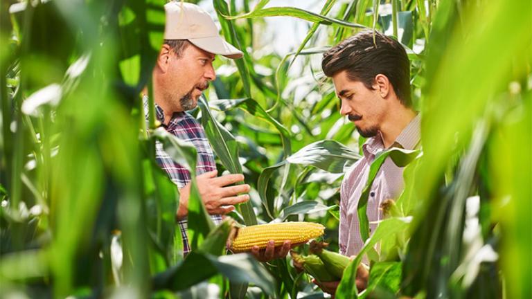 Syngenta csemegekukorica fajtabemutató Hajdúszoboszlón