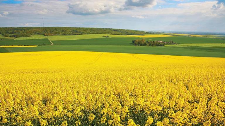 Új rovarölő szer a Syngenta palettáján