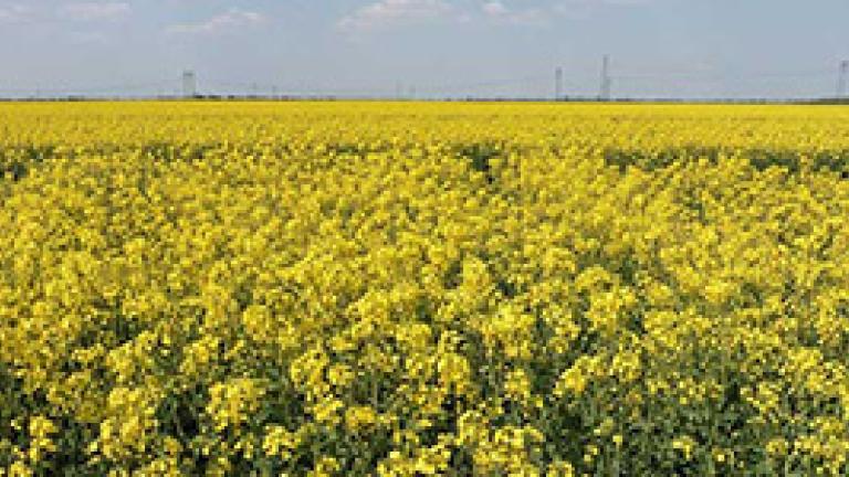 SY Glorietta - Új mérföldkő a Syngenta hazai repce nemesítésében