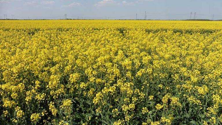 SY Glorietta - Új mérföldkő a Syngenta hazai repce nemesítésében