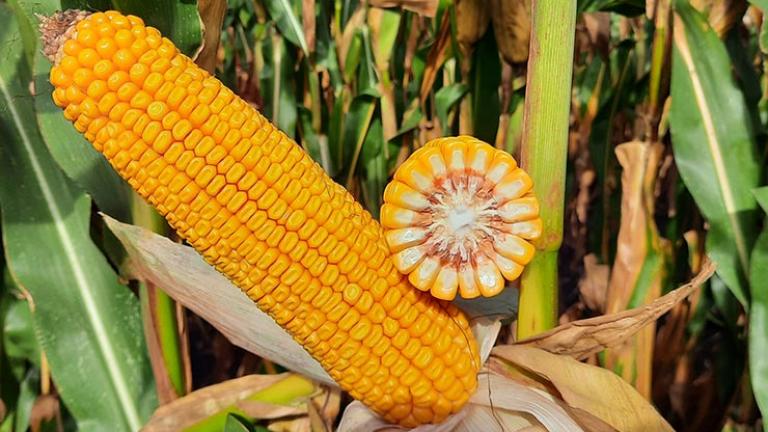 Syngenta Portfólió 2022: kukoricák kifejezetten a magyar termelőknek!
