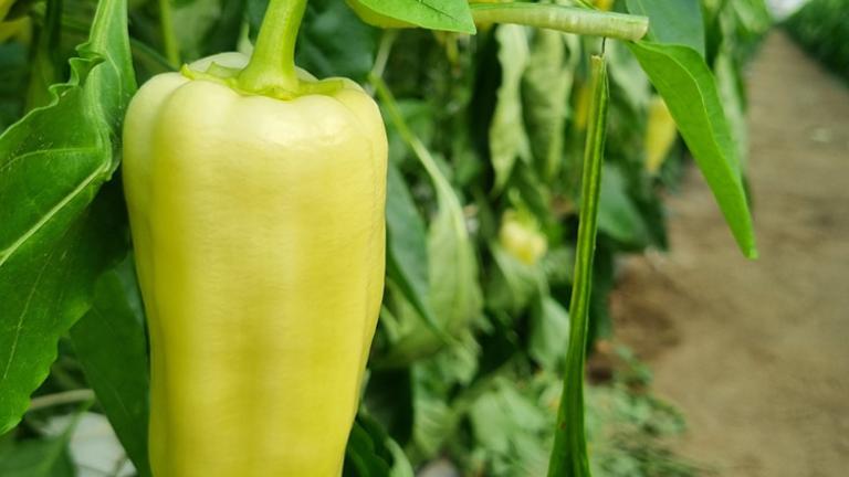 Paprika