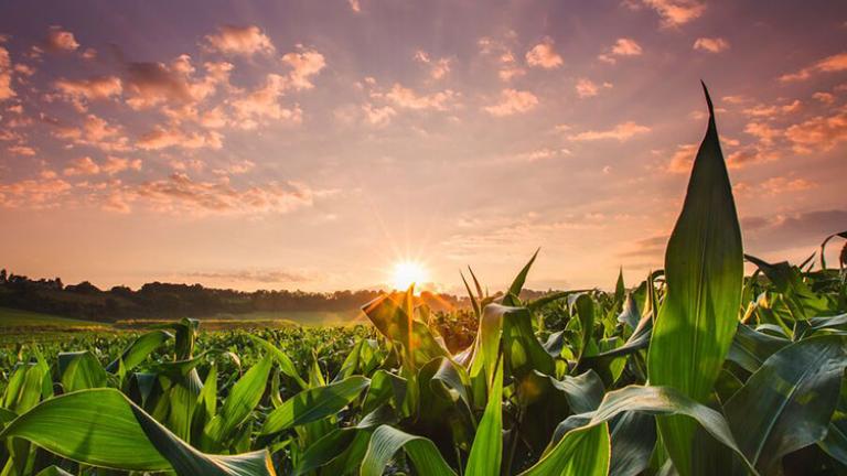 Syngenta