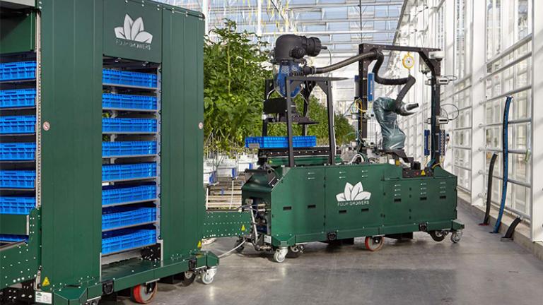 Digitalizáció, adatelemzés, robotika: így változik a paradicsomtermesztés a jövőben a Syngenta szerint