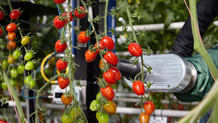 Digitalizáció, adatelemzés, robotika: így változik a paradicsomtermesztés a jövőben a Syngenta szerint