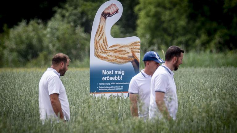 Syngenta Szershow