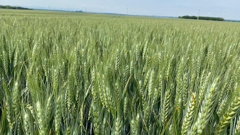 SY Rocinante – új őszi búza fajta a Syngenta kínálatában a kimagasló hozam eléréséhez