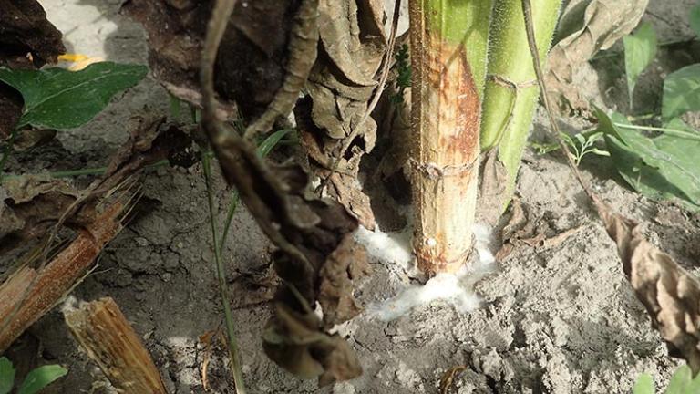Szklerotínia szártövön - a kórokozó vegetatív teste (micéliumok) megjelenik a felületen Tass, 2023.07.20.