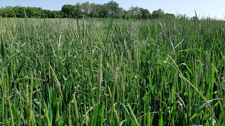 Avoxa 1,5 l/ha markáns hatása parlagi ecsetpázsit ellen Vas megye, 2021. 