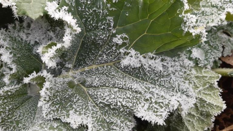 Hidegstressz a kora tavaszi időszakban