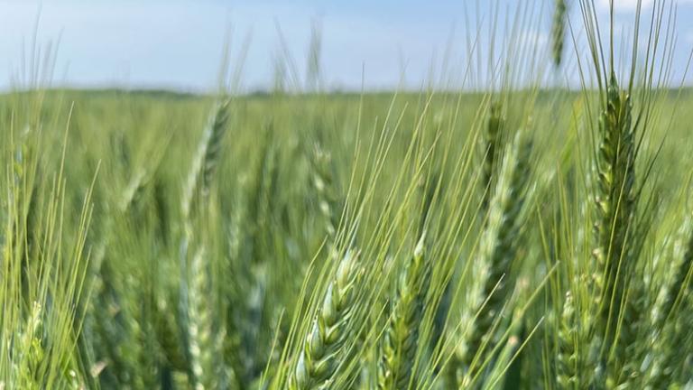 Eltérő évjáratokban nagy hozambiztonsággal felvértezett Syngenta őszi búza fajták