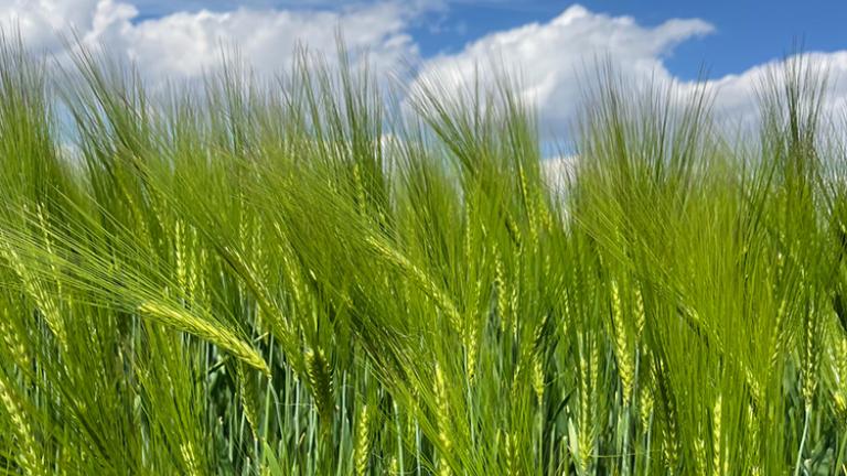 Megérkezett az 1. vírusrezisztens hibrid árpa – az SY Zoomba, valamint egy örök gyémánt, az SY Moovy a Syngenta 2024-es portfóliójába