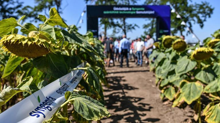 Új kihívások, innovatív válaszok a napraforgó és kukorica termesztésében - Syngenta crop-Ex 2025 rendezvény