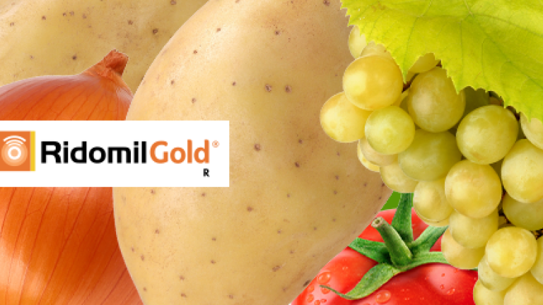 Ridomil Gold R gombaölő szer