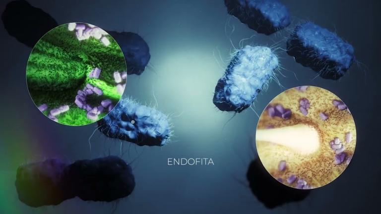 Vixeran | Syngenta Biológia Megoldások