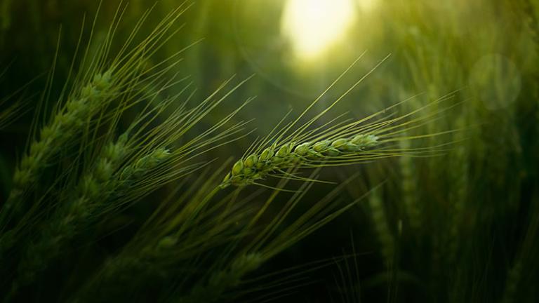 Élettani támogatás a kalászosokban Syngenta Biológiai Megoldásokkal